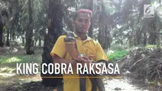 Foto seorang Pria memegang ular raksasa yang ditemukan di Kalimantan menggegerkan dunia maya.