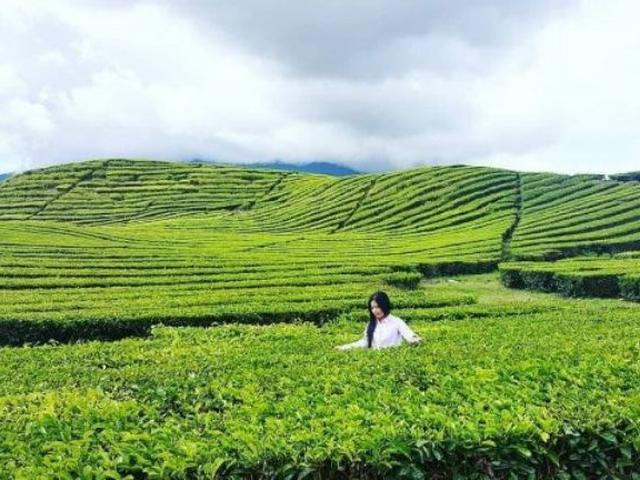 Tertua Di Indonesia Indahnya Kebun Teh Kayu Aro Kerinci