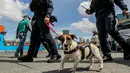 Seekor anjing pelacak bom terlihat sedang bersama personel unit K9 Penjaga Pantai Filipina (Philippine Coast Guard/PCG) dalam latihan kemampuan respons ancaman bom dan penyanderaan di sebuah dermaga di Manila, Filipina, 1 Desember 2020. (Xinhua/Rouelle Umali)