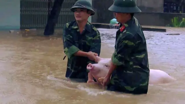 Anggota militer tengah mengevakuasi ternak korban banjir Vietnam. (AP)