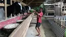 Peternak memberi makan kambing peranakan Etawah di Jiwanta Farm, Cibeuteng Udik, Bogor, Jawa Barat, Kamis (8/4/2021). Berawal dari 40 ekor, dalam waktu setahun kambing bertambah menjadi 120 ekor dengan harga sekitar Rp 30 juta. (merdeka.com/Arie Basuki)