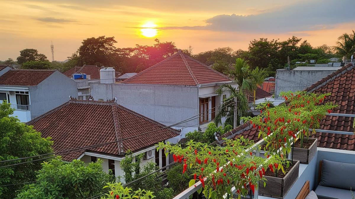 9 Model Kebun Cabai di Rooftop Rumah, Praktis dan Menguntungkan