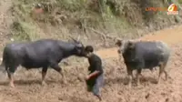 [VIDEO] Mendebarkannya Mappasitandu, Adu Kerbau di Mamasa