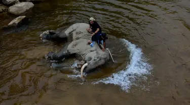 Pawang memandikan gajah jinak di sungai kawasan Conservation Response Unit (CRU) Desa Naca, Trumon Tengah, Aceh Selatan, Aceh, Jumat (19/6/2020). BKSDA Aceh memiliki 32 ekor gajah jinak yang ditempatkan di Pusat Latihan Gajah (PLG) dan CRU untuk menangani konflik satwa. (CHAIDEER MAHYUDDIN/AFP)