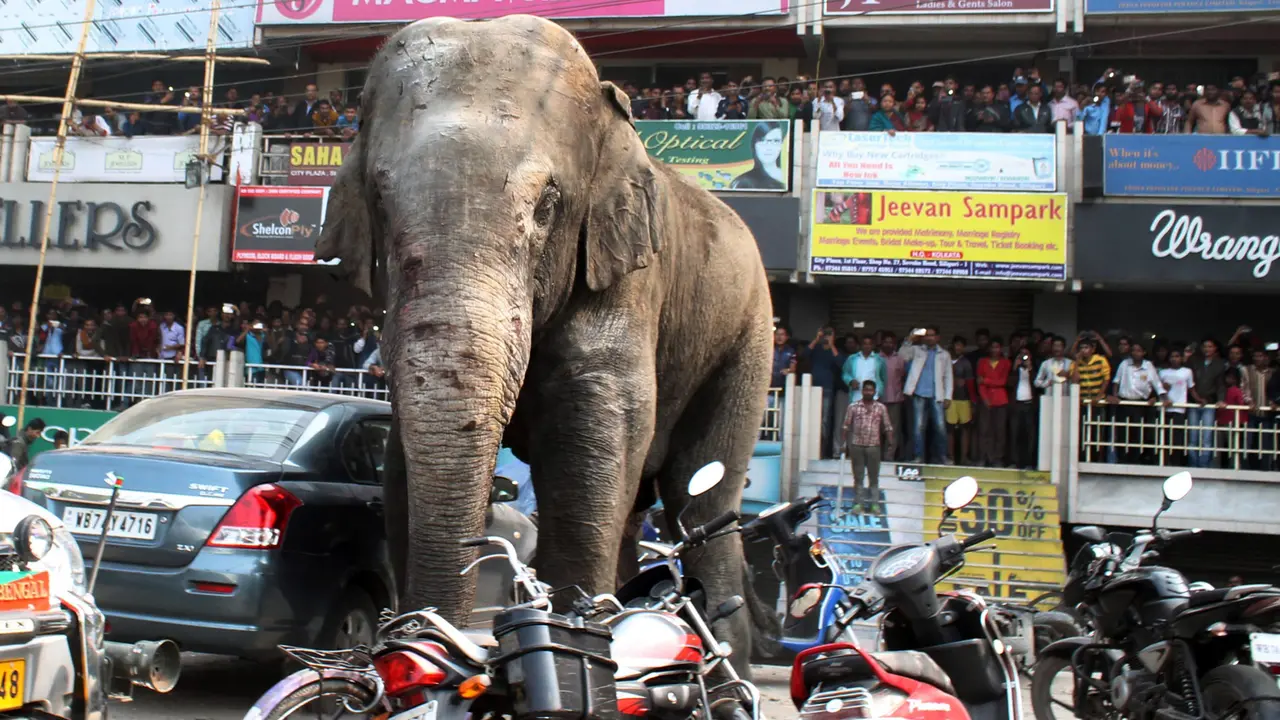 20160210-Gajah Liar Mengamuk Bikin Geger Pusat Kota di India-India