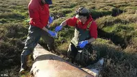 270 Paus Terdampar di Pantai Tasmania Australia, Terbanyak dalam 1 Dekade Terakhir