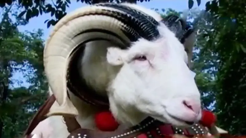 Segmen 3: Puluhan Domba Garut Ikuti Kontes di Istana Bogor