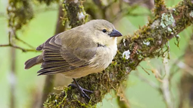 Burung terpintar