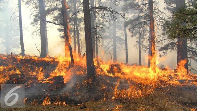 Penyebab Kebakaran Hutan Yang Sering Terjadi Rusak Habitat