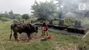 Pedagang hewan kurban mendirikan lapak dagangan di area Pemakaman Tionghoa, daerah Tanah Kusir, Jakarta, Selasa (21/7/2020). Menjelang Hari Raya Idul Adha, pedagang hewan memanfaatkan lahan kuburan untuk berjualan di tengah pandemi Covid-19 yang masih berlangsung. (Liputan6.com/Johan Tallo)