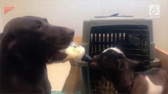 VIDEO: Kemesraan Anjing Menyusui Anak Kambing