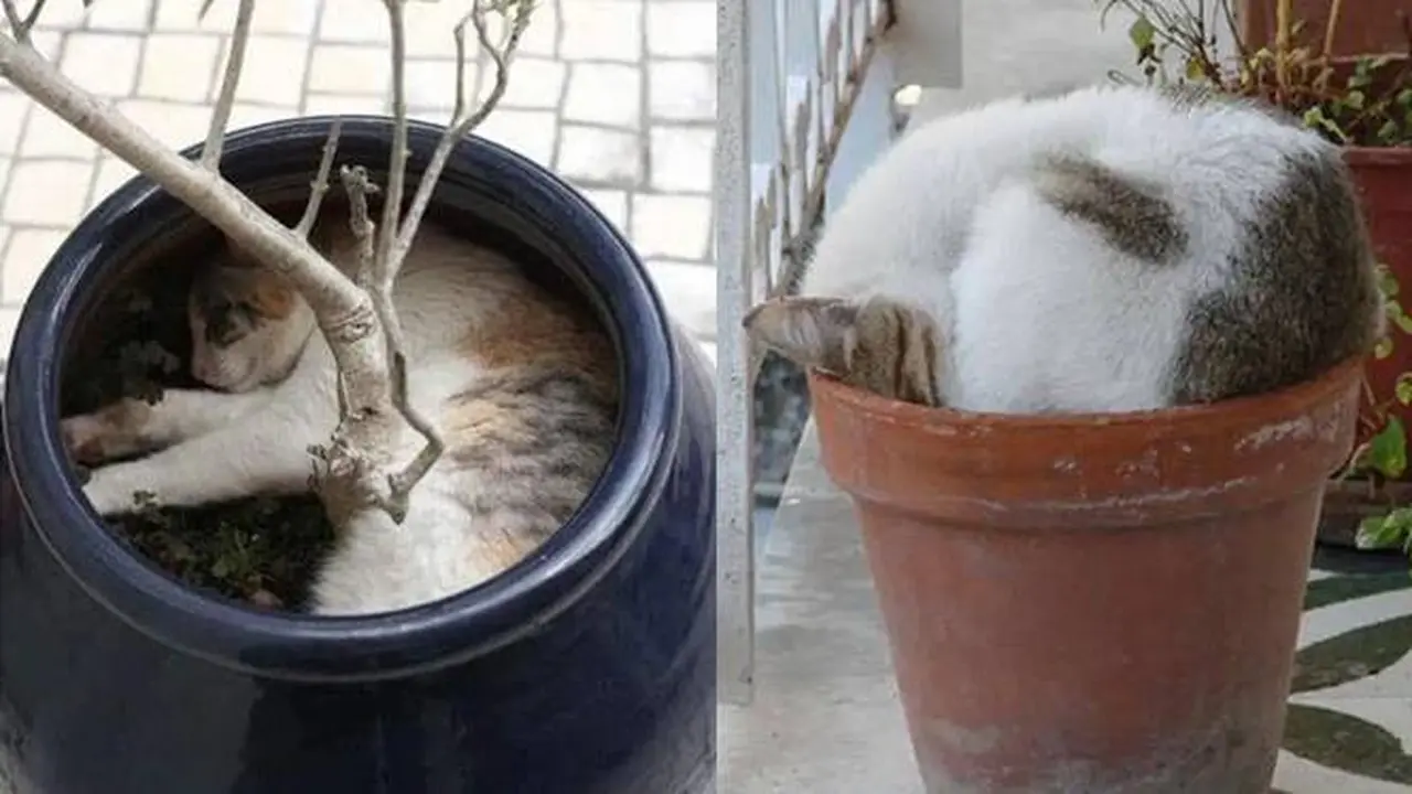 8 Potret Lucu Kucing Tidur Tidur di Dalam Pot Ini Posenya Menggemaskan