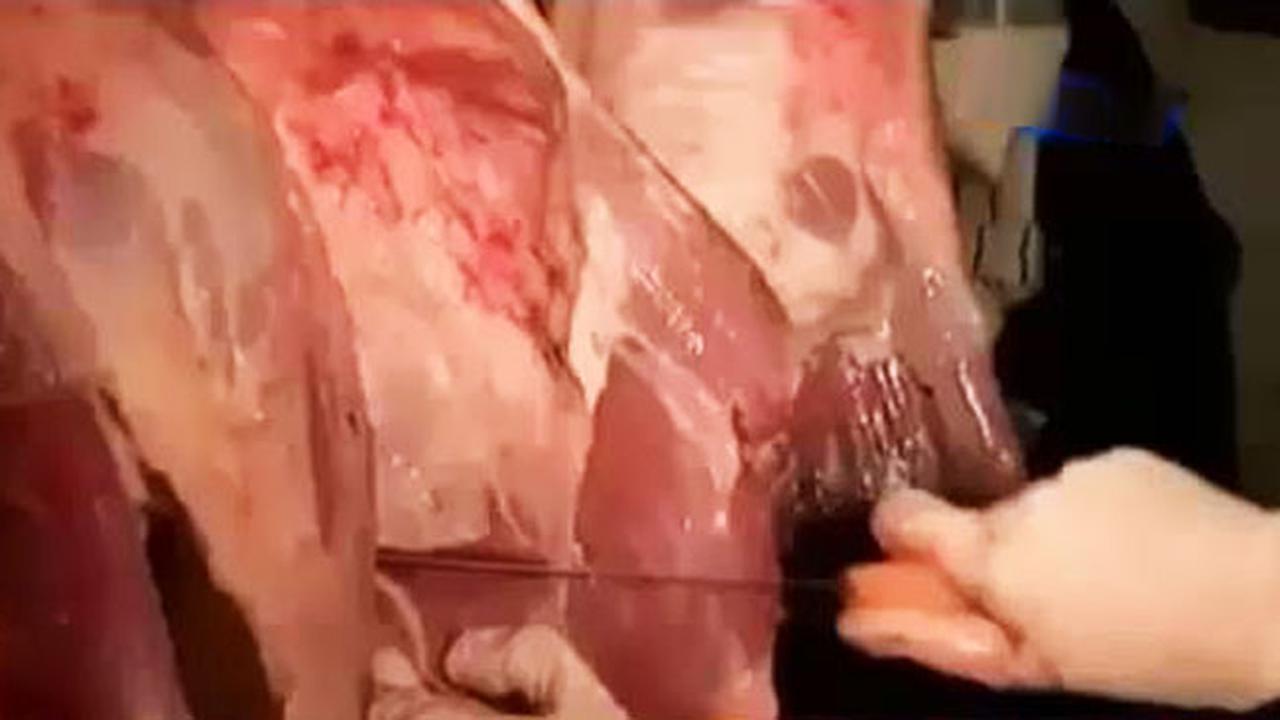 Temuan Cacing Hati Sapi dan Mi Berformalin Jelang Lebaran