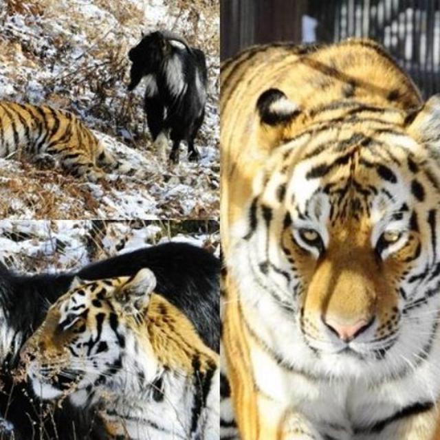 Video Harimau Dikasih Kambing Untuk Disantap Malah Jadi Teman Citizen6 Liputan6 Com