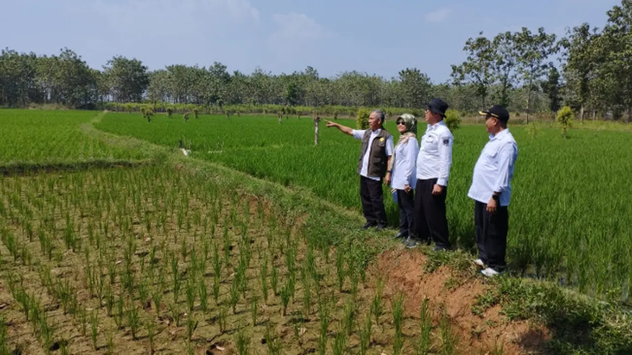 Dispangtan Purwakarta Siapkan 200 Hektare Lahan untuk Pengembangan Budidaya Padi Gogo