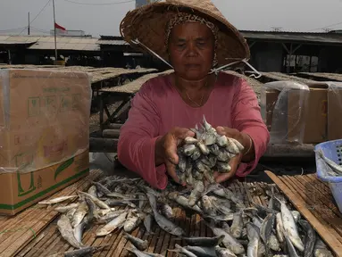 Pekerja menjemur ikan asin di perkampungan nelayan Muara Angke, Jakarta, Selasa (5/12/2023). (merdeka.com/Imam Buhori)