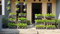 7 Jenis Sayuran Teras yang Bisa Ditanam Tanpa Pengalaman Berkebun, Anti Gagal