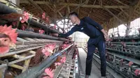 Foto : Salah seorang peternak di Kabupaten Sumenep sedang memberi pakan ayam peliharaannya (Mohamad Fahrul/Liputan6.com).