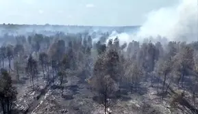 Cairan Pemadam Brasil Diuji di Kebakaran Hutan, Ini Hasil Awalnya
