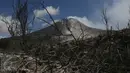 Kondisi sebuah perkebunan akibat luncuran awan panas Gunung Sinabung pada April 2015 di Desa Sibintun, Karo, Sumatera Utara, Minggu (5/7). Akibat letusan Sinabung, desa tersebut sudah tak lagi berbentuk. (Liputan6.com/Johan Tallo)