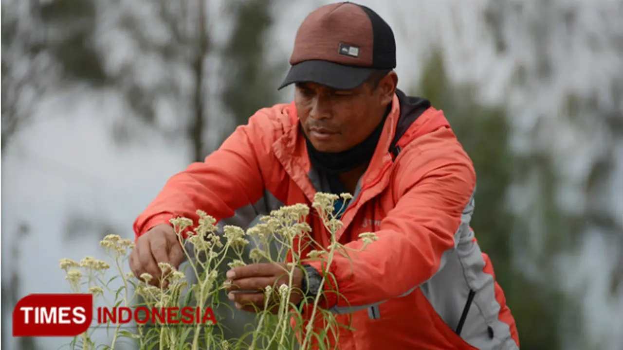 Upaya Melestarikan Edelweis di Gunung Bromo