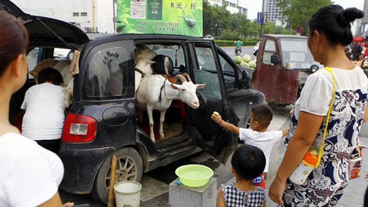 Unik, Keluarga Ini Jual Susu Murni Langsung Perah dari Kambingnya
