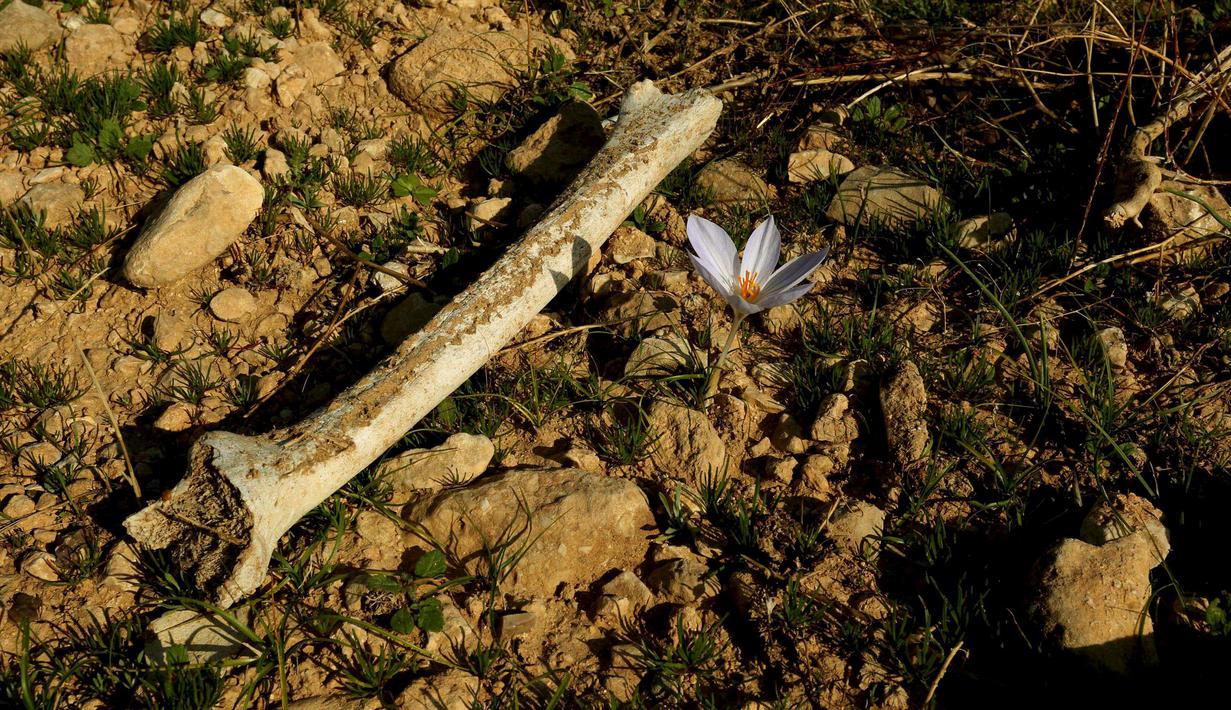 Sebuah tulang terlihat di kuburan massal yang diduga lokasi makam anggota Yazidi Irak di pinggiran kota Sinjar, 30 November 2015. Pasukan Kurdi menemukan kuburan ini usai berhasil merebut kembali kota Irak dari militan ISIS. (Reuters/Ari Jalal)