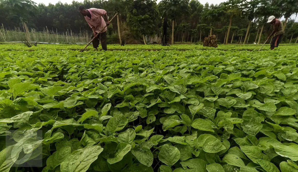 Petani mencangkul di ladang sayur bayam, di area konsesi tanaman kehidupan Desa Pinang Sebatang, Kabupaten  Siak, Kecamatan Tualang, Riau, Minggu (17/7). Area yang dikelola APP (Sinar Mas Group) terletak di Distrik Minas (Liputan6.com/Fery Pradolo)