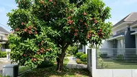 Cara Merangsang Pohon Jambu Air Agar Cepat Berbuah, Pahami Tips Cegah Hama untuk Panen Optimal