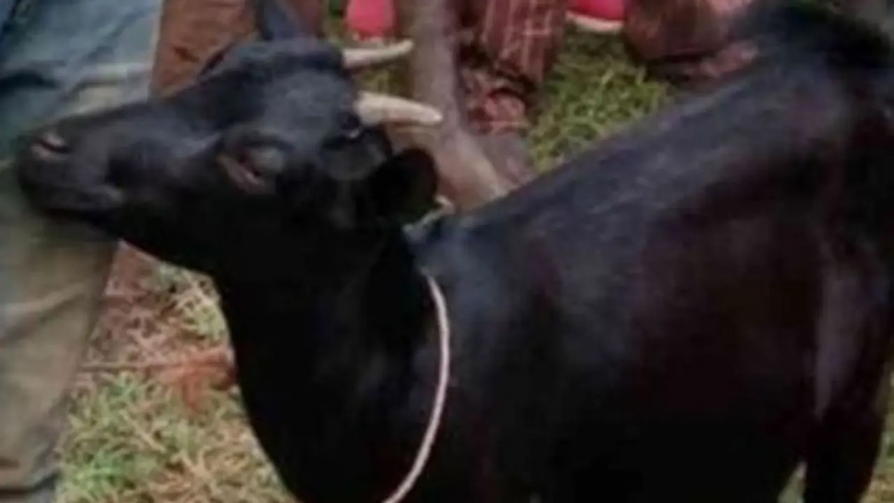 Sakit Hati Ditolak Perempuan, Pria Ini Perkosa Kambing Tetangga