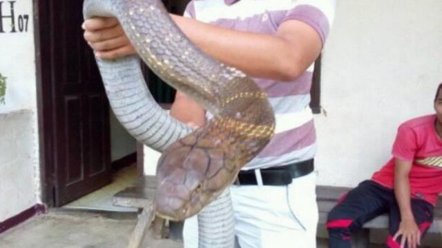 Ini Foto Foto King Cobra Raksasa Dari Kalimantan Yang Bikin Geger Warganet Citizen6 Liputan6 Com