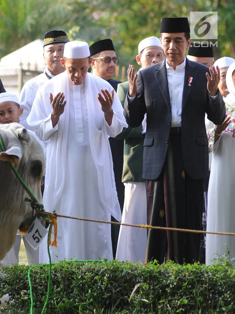 Wujud Sapi Braman 1,4 Ton Kurban Jokowi di Cibinong