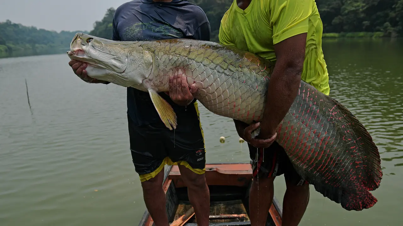 Ikan Air Tawar Terbesar di Sungai Amazon