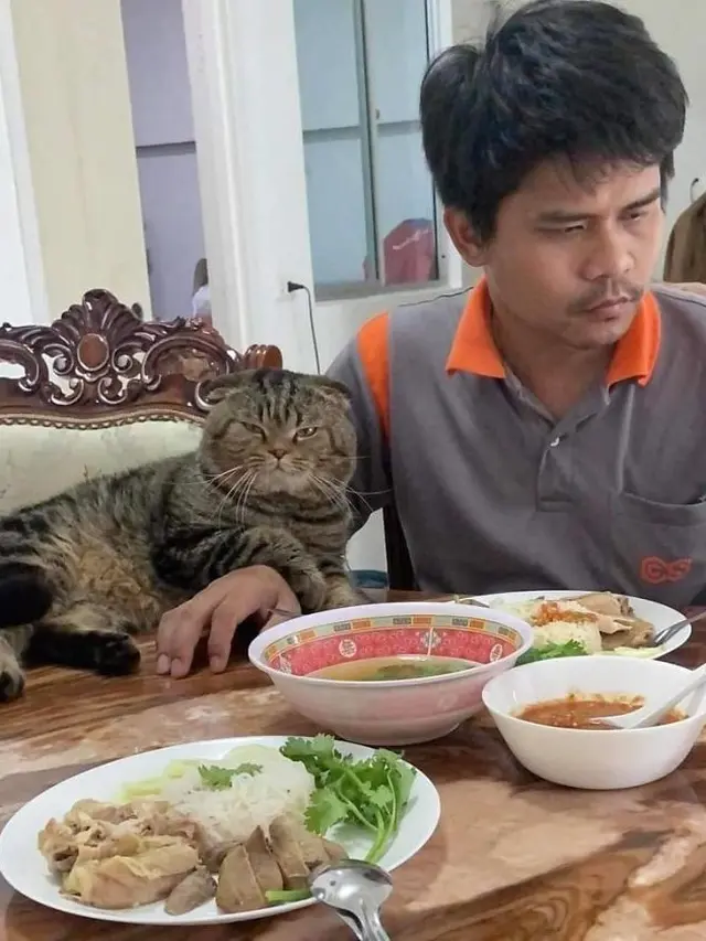 kucing rebut suami