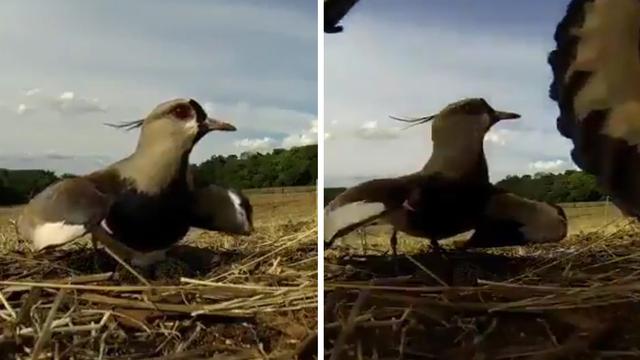 Induk Burung Lindungi Telurnya dari Traktor