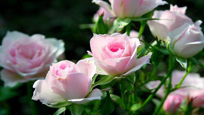 Unduh 8700 Koleksi Gambar Gambar Bunga Mawar Yang Cantik Terbaik HD