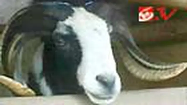 Modifikasi Tanduk Domba Diminati
