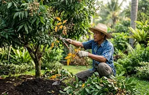7 Cara Mengatasi Kelengkeng yang Rimbun Daun tetapi Tidak Berbunga, Begini Cara Merawatnya