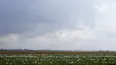<p>Deretan bunga tulip tumbuh di ladang berlatar belakang pembangkit listrik tenaga nuklir dan kincir angin di Meerdonk, Belgia pada Senin, 25 April 2022. Banyak tulip di Belgia yang dibudidayakan hanya untuk umbinya. (AP Photo/Virginia Mayo)</p>