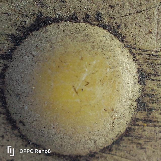 Hasil foto dengan fitur Microscope di Oppo Reno8 (Liputan6.com/Giovani Dio Prasasti)