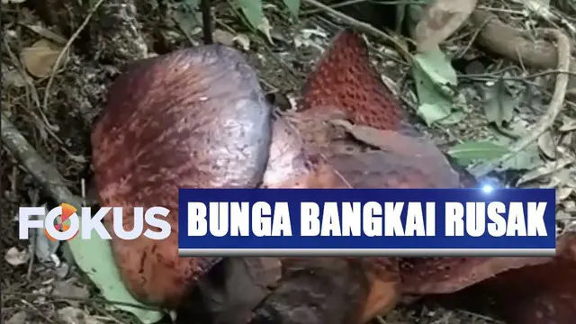 Bunga Raflesia Arnoldi di Hutan Lindung Buven, Bengkulu Utara, dirusak orang tak bertanggung jawab.