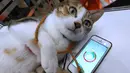 Seorang staf Anicall menunjukkan aplikasi yang disebut "Internet of Animals" pada Wearable Expo di Tokyo, Jepang (18/1). Aplikasi ini dilengkapi sensor gerak, suhu dan tekanan udara yang dapat menampilkan perasaan hewan. (AP Photo/Eugene Hoshiko)