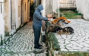 12 Ciri Orang yang Selalu Memberi Makan Kucing Liar, Ternyata Punya Karakter Ini