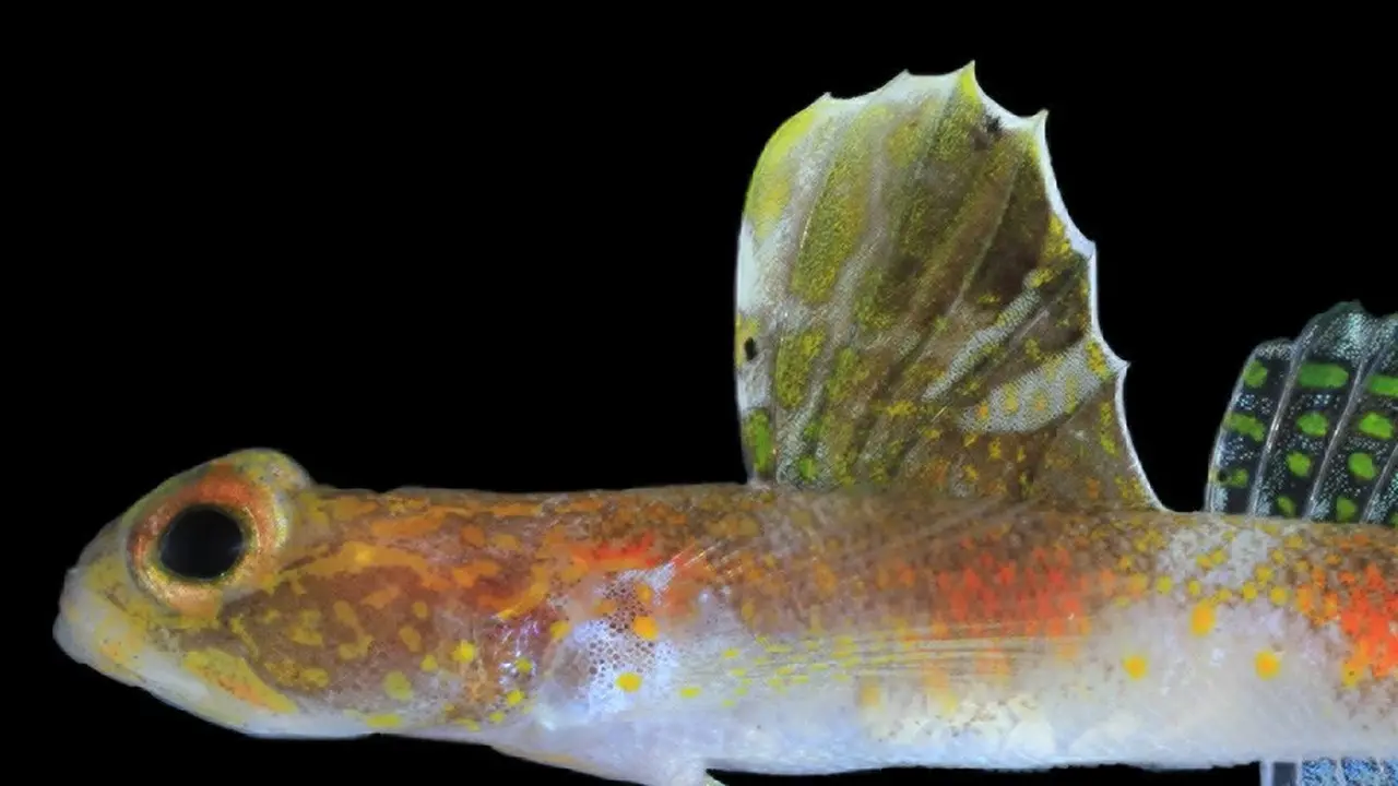Spesies Baru Ikan Gobi (Dokumentasi BRIN)