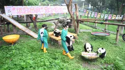 Para staf mengurusi panda-panda raksasa di Kebun Binatang Chongqing, China (23/6/2020). Kebun Binatang Chongqing menggelar sebuah pesta ulang tahun untuk empat ekor panda raksasa yang menginjak usia satu tahun, yakni Shuangshuang, Chongchong, Xixi, dan Qingqing. (Xinhua/Tang Yi)