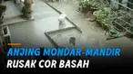 Sang anjing begitu polos mondar-mandir berlarian di atas cor yang masih basah.