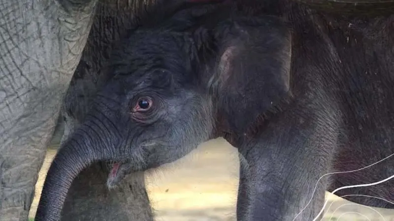 Gajah Nia melahirkan seekor bayi betina yang diberi nama Rizky, di LPG Minas, Riau, Jumat (18/9/2020). (Foto: IG @KementerianLHK)