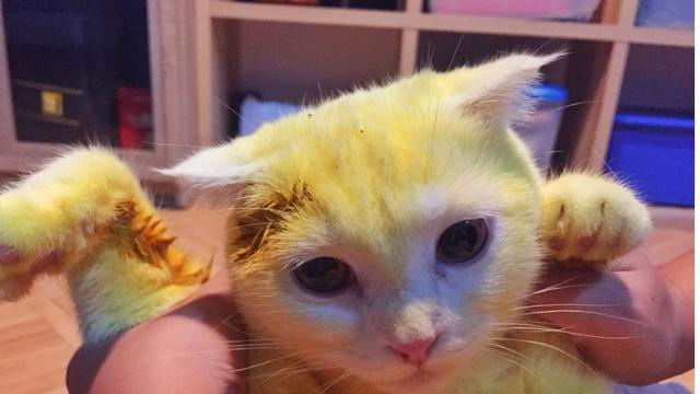 Wanita Thailand Ini Ubah Warna Kucingnya Jadi Kuning