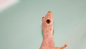 ilustrsi gambar cicak (sumber: Pixabay)