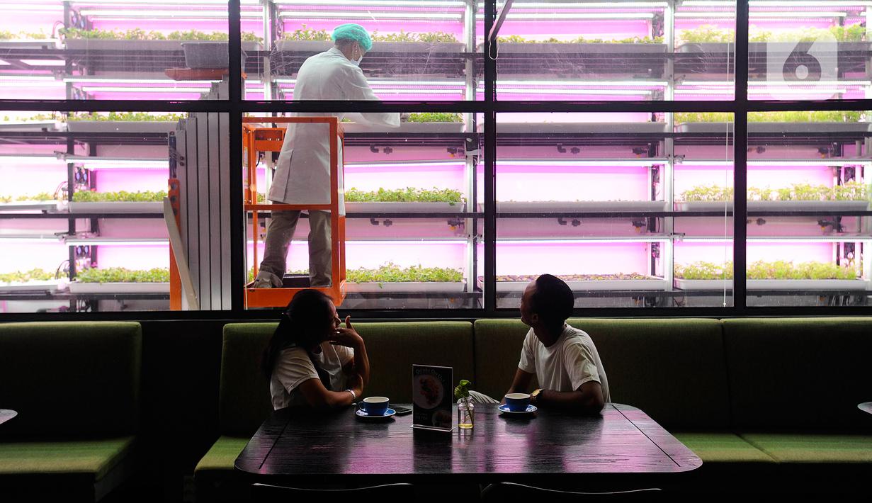 Pengunjung berbincang saat petani melakukan perawatan tanaman dalam ruang penyemaian pada sebuah kafe resto di kawasan Alam Sutera, Tangerang Selatan, Banten, Kamis ( 26/1/2023). Pertanian dengan Controlled Eenvironment Agriculture (CEA) yang diinisiasi petani muda Dominique Alexandra dengan bendera Semaii ini sudah berjalan satu tahun. (merdeka.com/Arie Basuki)